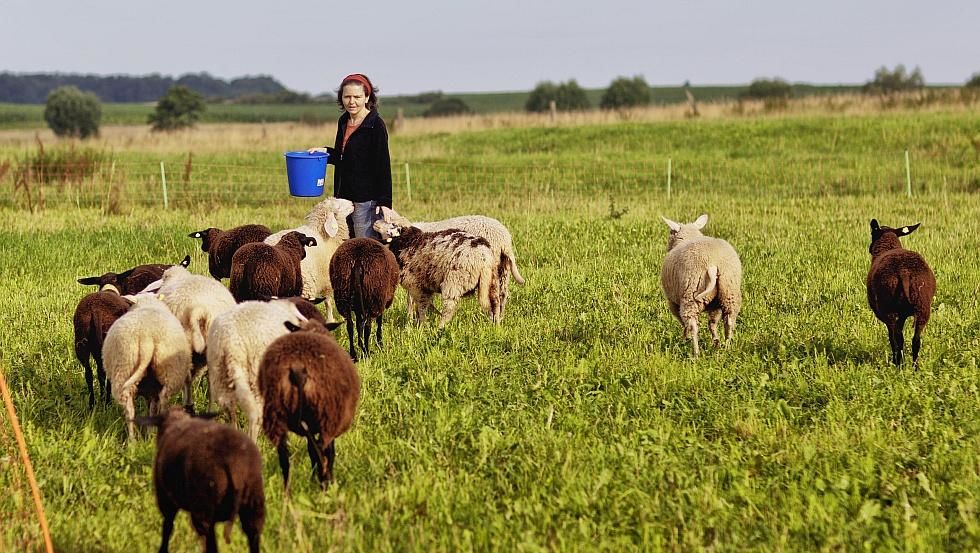 Ein Besuch auf der Schafweide