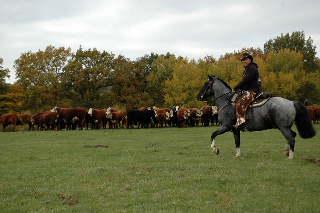 Reiten & Kutschfahrten