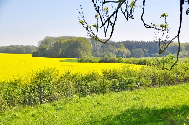 Wind- und Wildschutzhecken