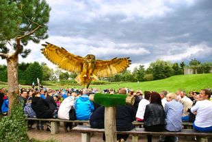 Flugshow "Adler, Eulen und Co." im Vogelpark Marlow Flugshow "Adler, Eulen und Co." im Vogelpark Marlow