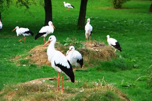 Fütterung der Weißstörche im Vogelpark Marlow Fütterung der Weißstörche im Vogelpark Marlow