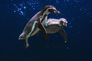 Fütterung Pinguine im Vogelpark Marlow Fütterung Pinguine im Vogelpark Marlow