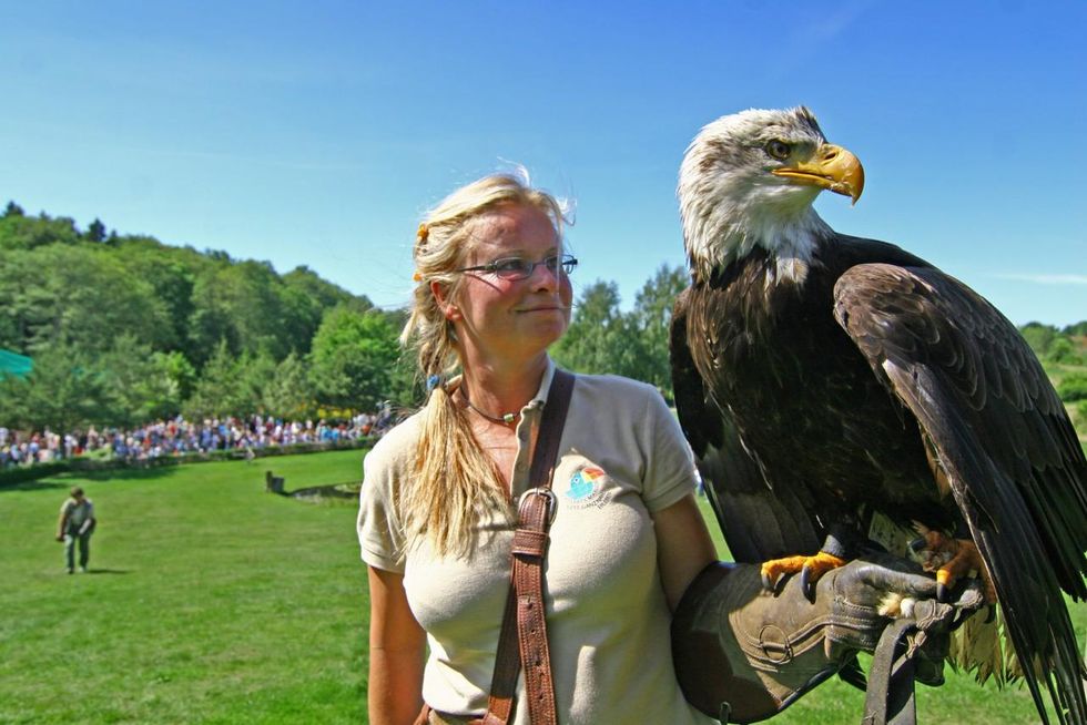 Weißkopfseeadler in der Flugshow