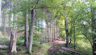 Führung in das Maibachtal Führung in das Maibachtal