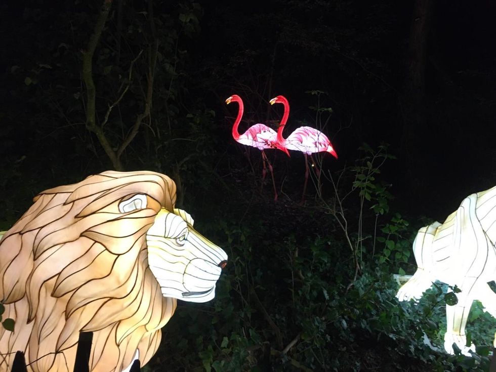 Zoolights