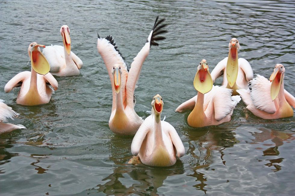 Schaufütterung Pelikane