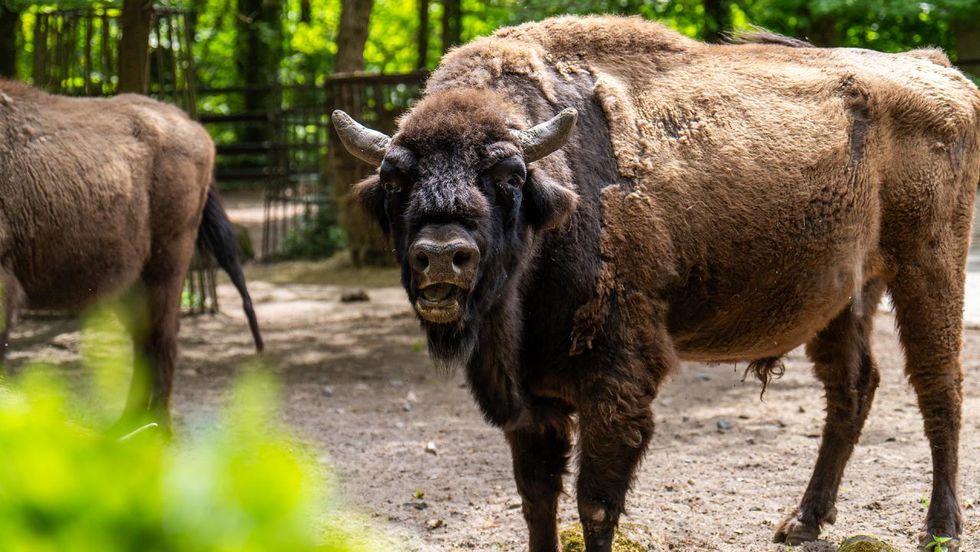 Sonntagsführung_Wisent_Foto Matthias Drübbisch