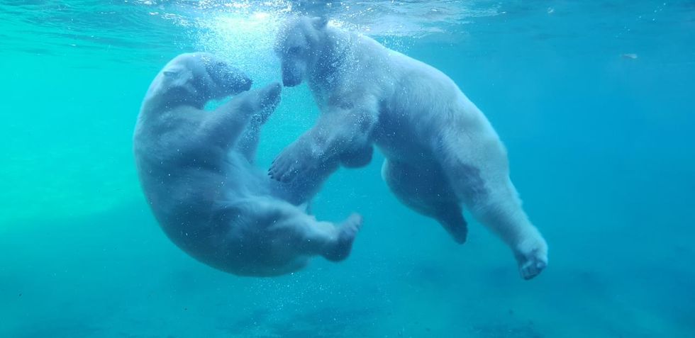 Eisbären_Foto_Zoo Rostock_Franziska Bruhn