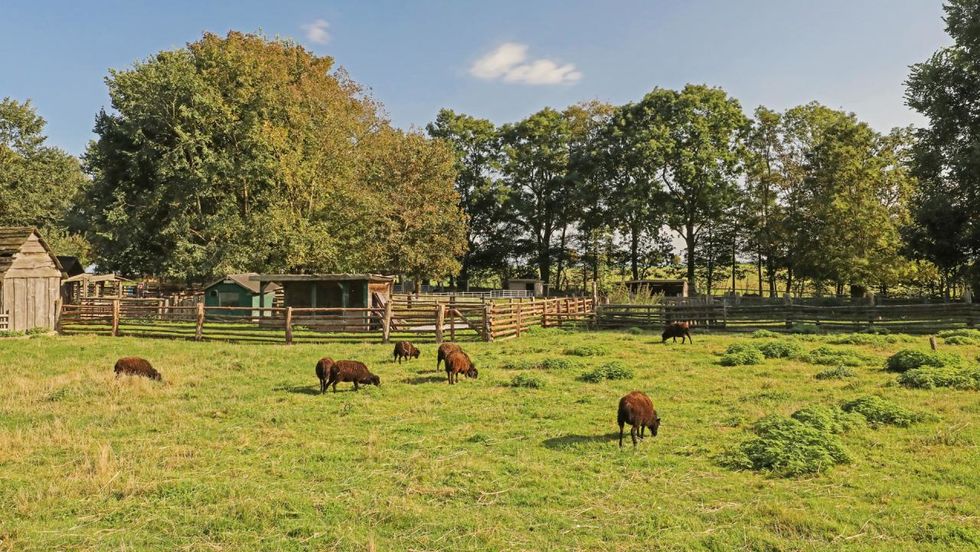 Archepark - Haustierpark Lelkendorf auf dem Astrolehrpfad_12