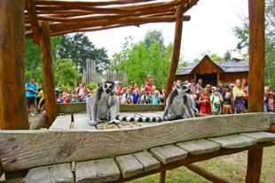 Fütterung Lemuren im Vogelpark Marlow Fütterung Lemuren im Vogelpark Marlow