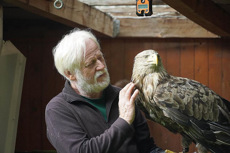 Greifvogel 2