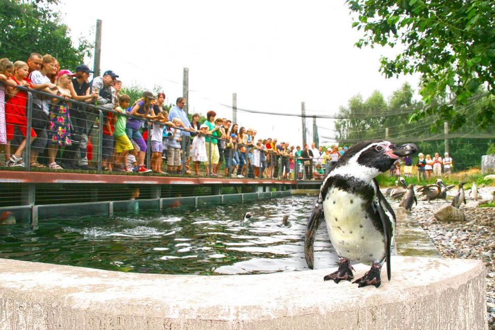 Pinguinfütterung