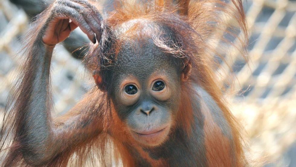 Orang-Utan Nachwuchs Surya im Zoo Rostock