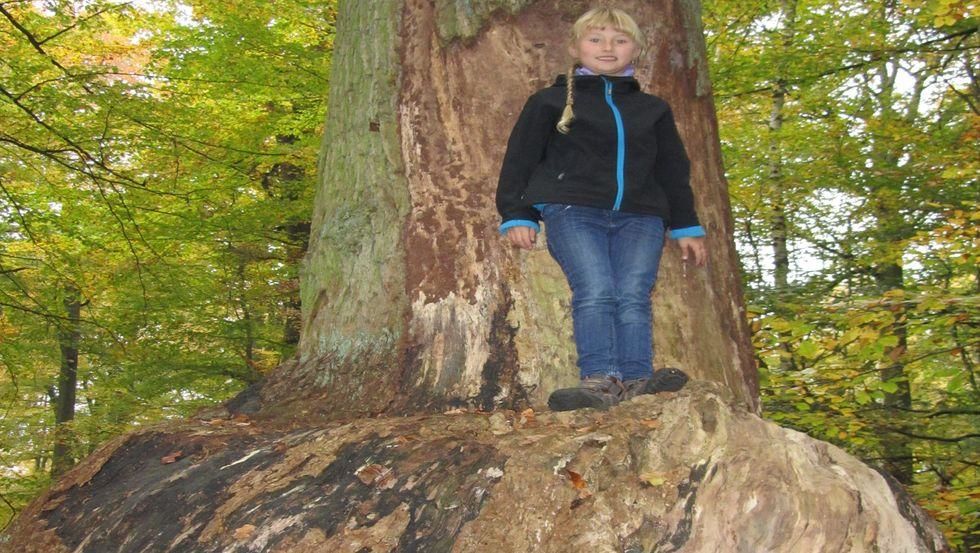 Klumpfußeiche im Appelhäger Forst bei Terterow