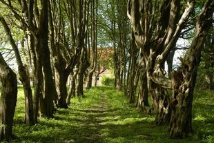 Aktion "Offene Gärten in MV" im Guthaus Hessenburg Aktion "Offene Gärten in MV" im Guthaus Hessenburg
