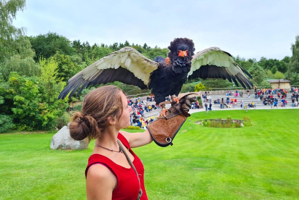 Gaukler in der Flugshow Adler, Eulen und Co.