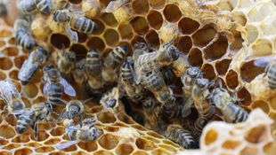 Eröffnung der Bienenwagen-Saison im Zoo Rostock