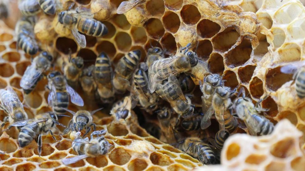 Bienenwagen-Saison_Foto Maria Seemann