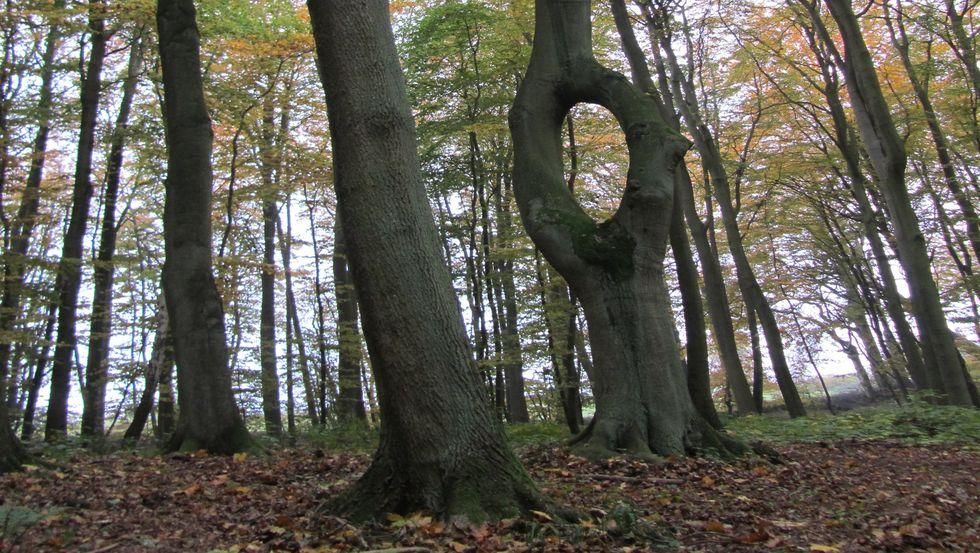 Nadelöhrbuche im Appelhäger Forst bei Teterow