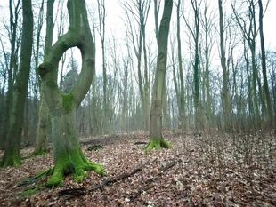 Nadelöhrbuche im Appelhäger Forst