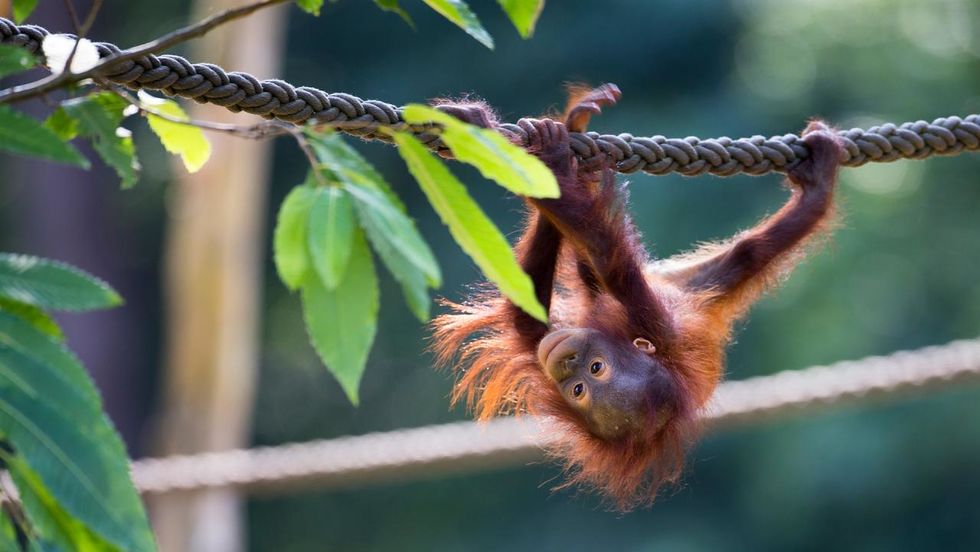 Artenschutztage_Orang-Utan_Foto Mario Müller