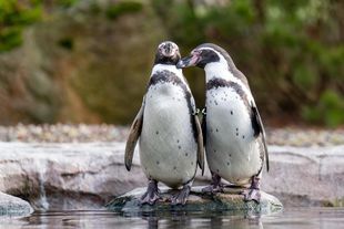 Welt-Pinguin-Tag im Zoo Rostock