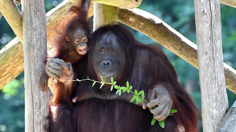 Zoo Rostock_Orang-Utan-Tag_Foto Joachim Kloock