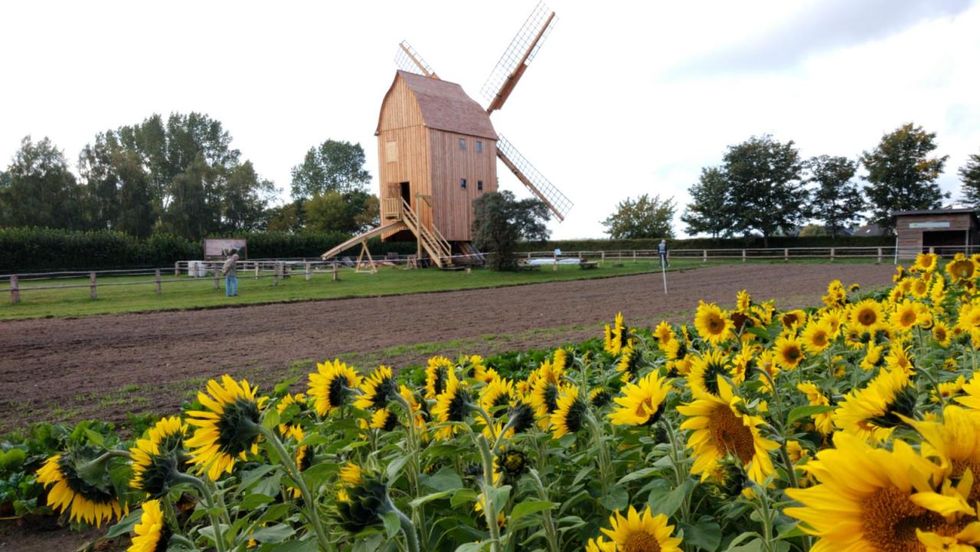 Die letzte Bockwindmühle in der Region steht im Freilichtmuseum Klockenhagen.