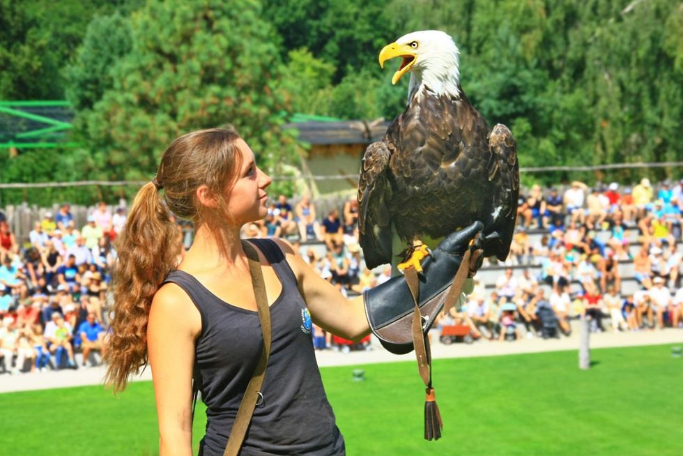 Weißkopfseeadler in der Flugshow Adler, Eulen und Co.